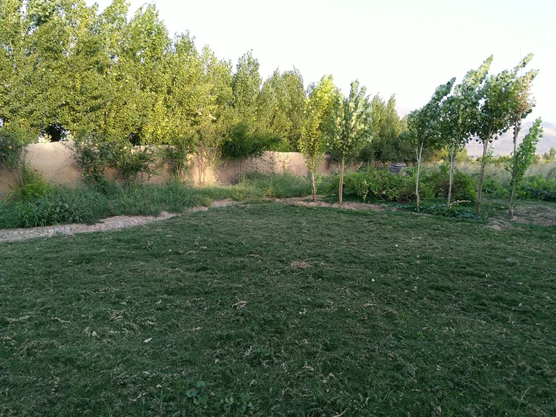 عرضه چمن کم آب ، مقاوم به گرما و خشکی